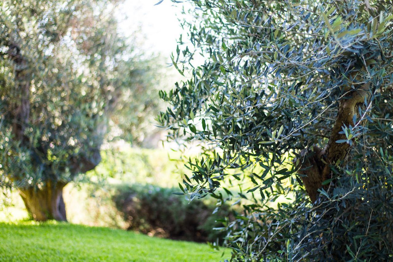 Bed & Breakfast Biancolivo In Salento